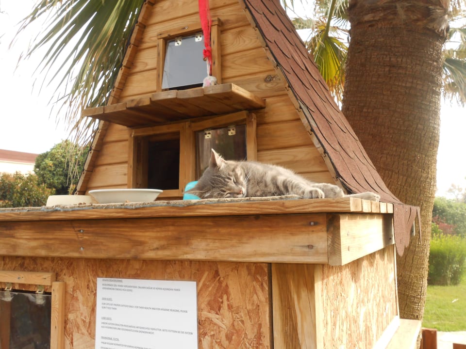 Katzenhaus Crystal Tat Beach Pearl Collection