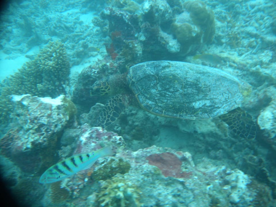 Wasserschildkröte Angaga Island Resort