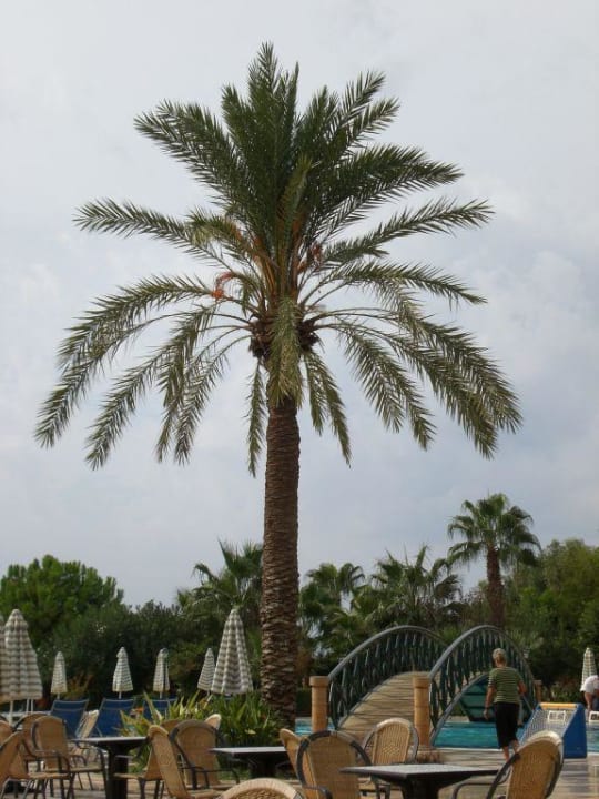 Palme Hotel Terrace Beach Resort