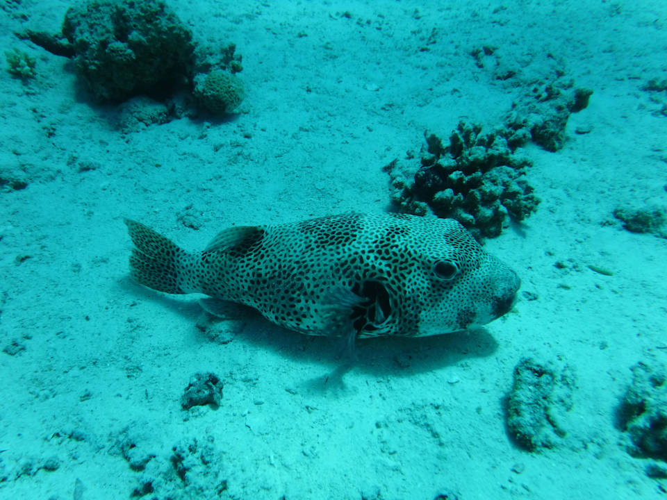 Strand Malikia Resort Abu Dabbab