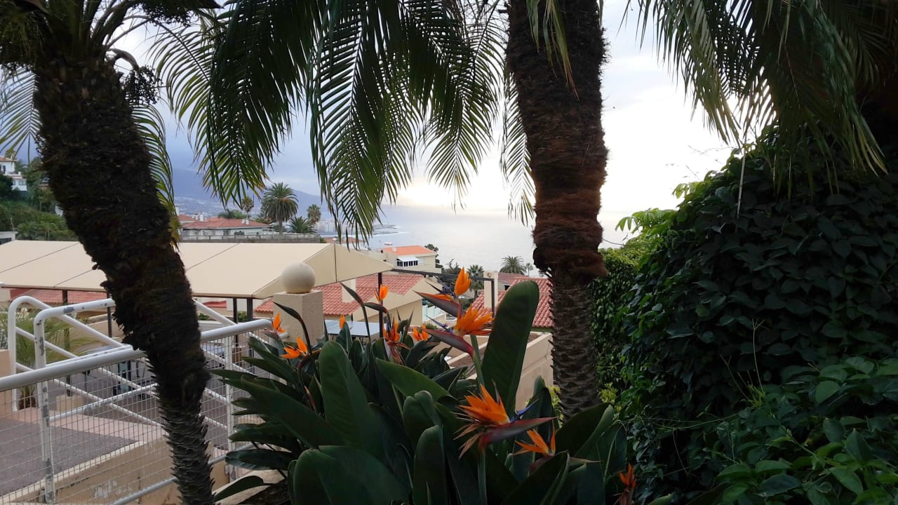 Strelizien Coral La Quinta Park Suites