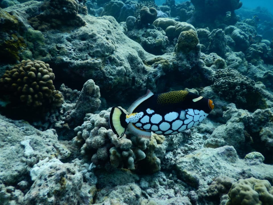 Sport & Freizeit NH Collection Maldives Reethi Resort