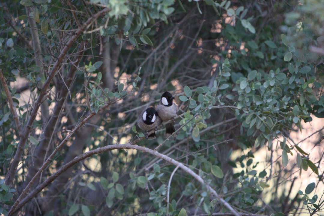 Bewohner unserer Villa Al Maha, A Luxury Collection Desert Resort & Spa