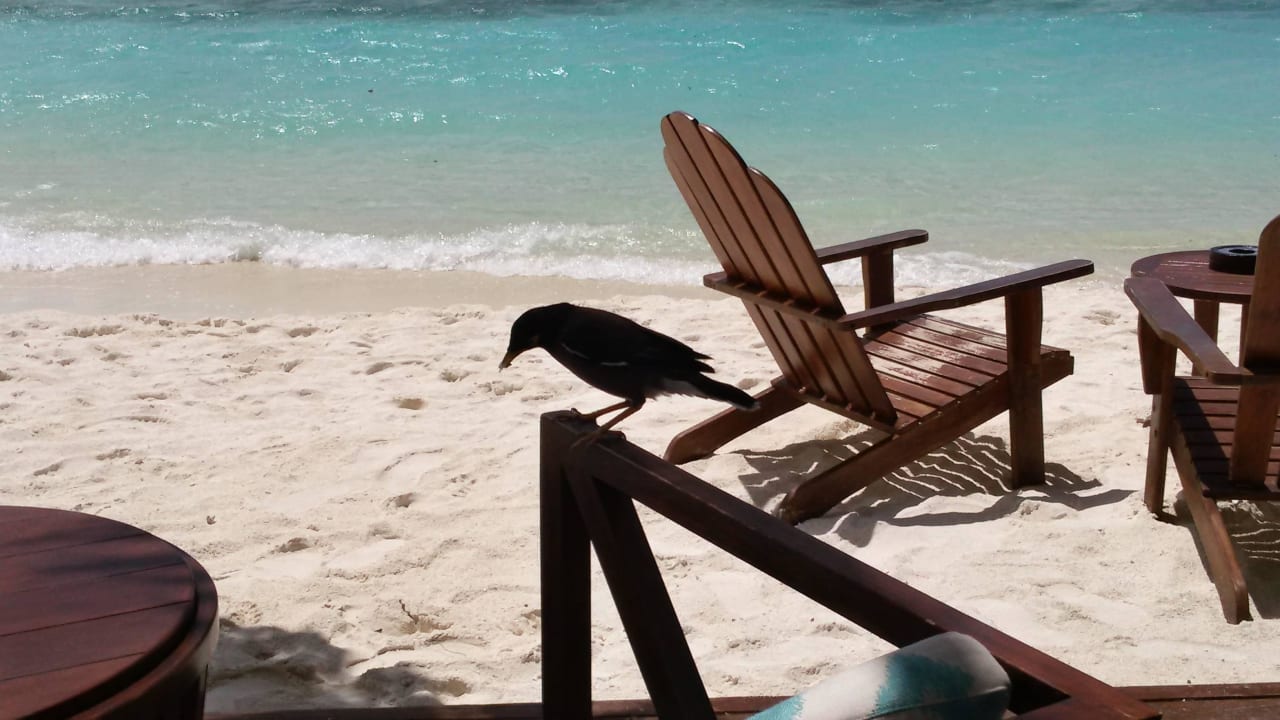 Rita? Summer Island Maldives