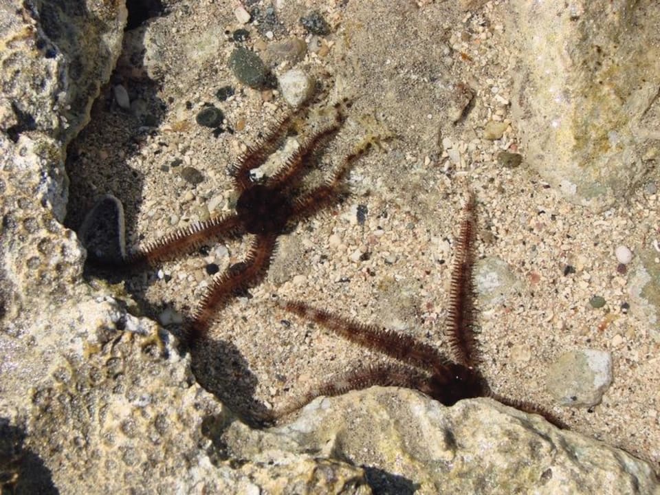 Wodne stworzenia Three Corners Equinox Beach Resort