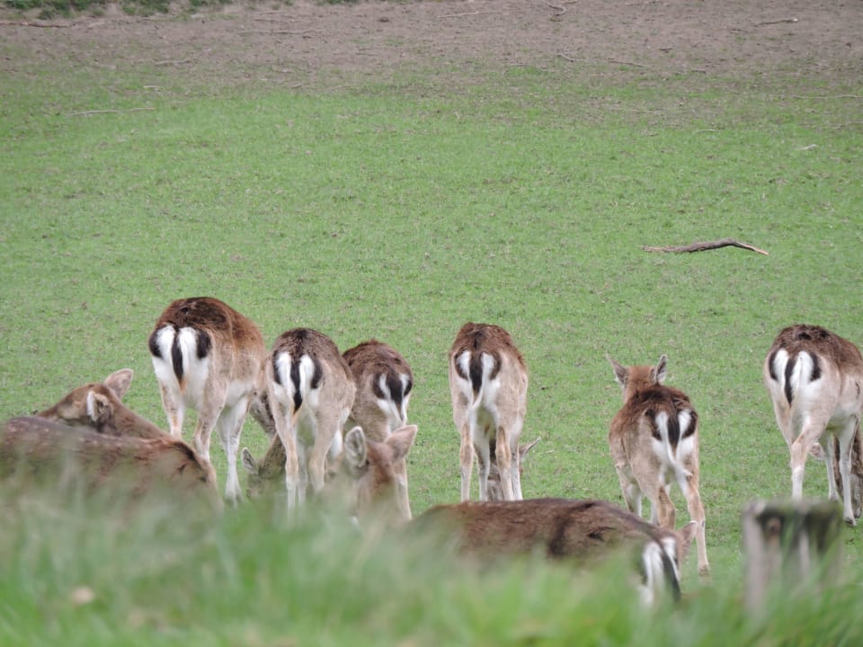 Vor dem Fenster Gasthof zur Erholung (Düdinghausen)