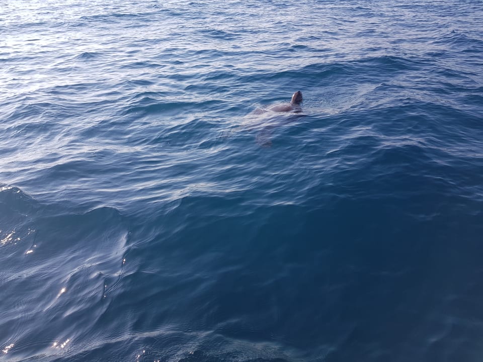 Strand Arycanda Kirman Premium