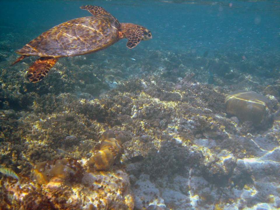 Die Inselschildkröte Biyadhoo Island Resort