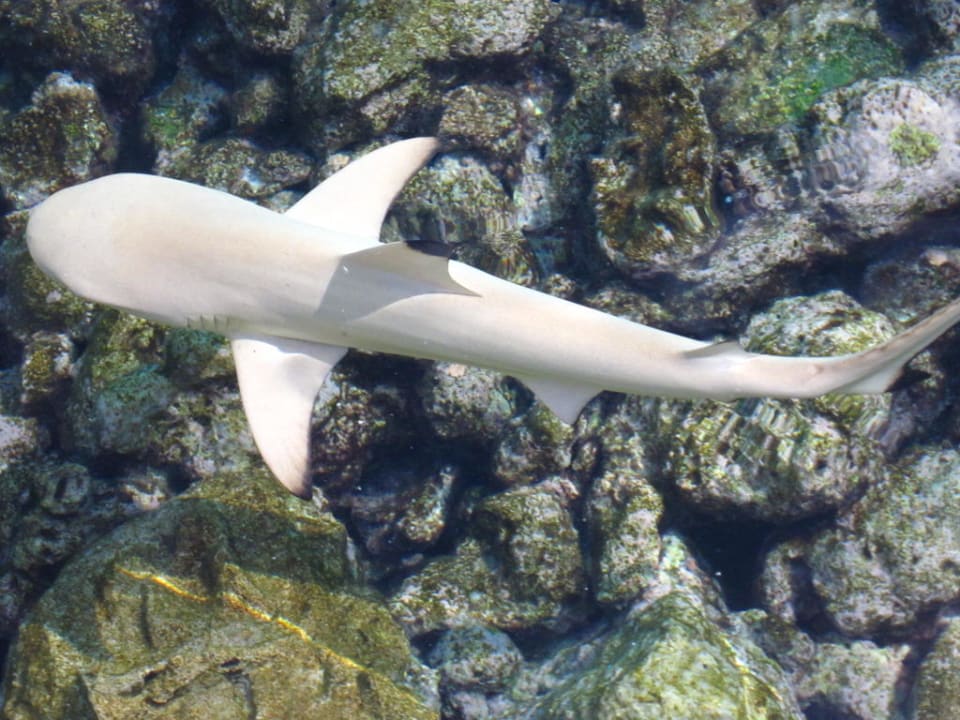 Baby-Hai Summer Island Maldives