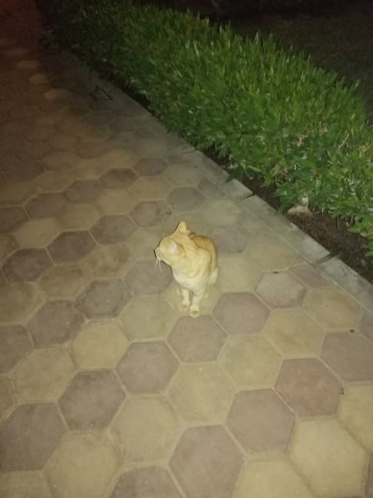 Sonstiges Jaz Soma Beach