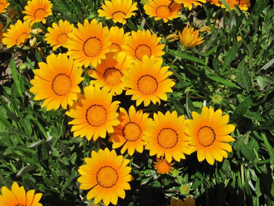 Blumen in der Anlage Can Garden Beach