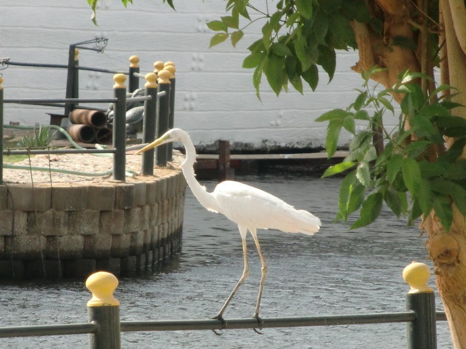Der Hausvogel Pickalbatros Dana Beach Resort - Hurghada