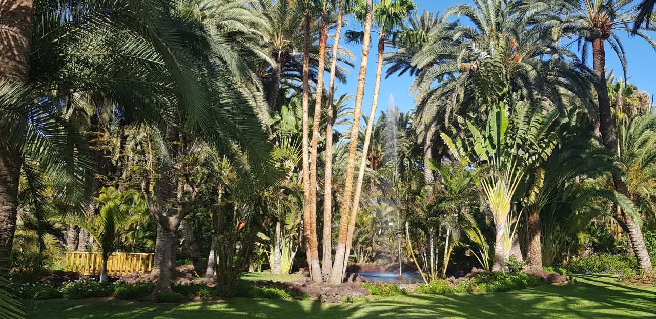 Gartenanlage Hotel Riu Palace Oasis