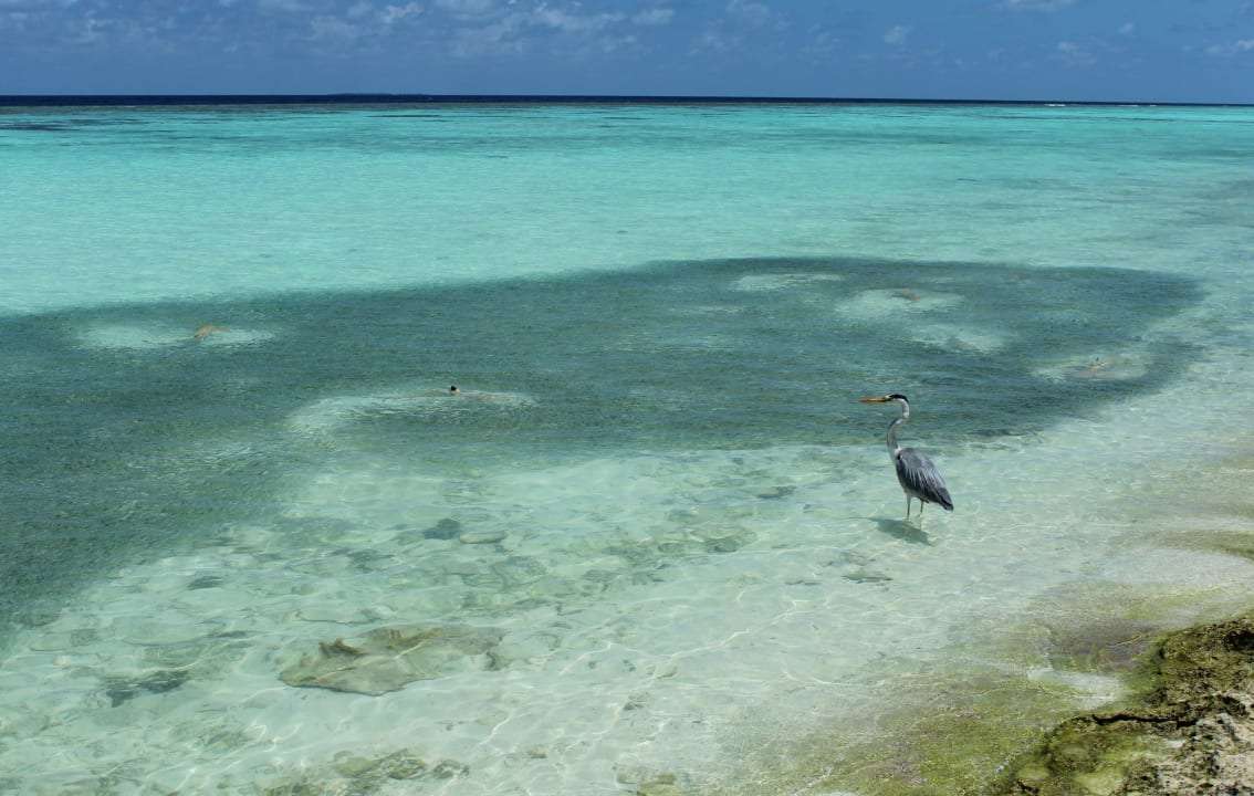 Fischschwarm mit Haien und Reiher vor Sandbank Kuramathi Maldives