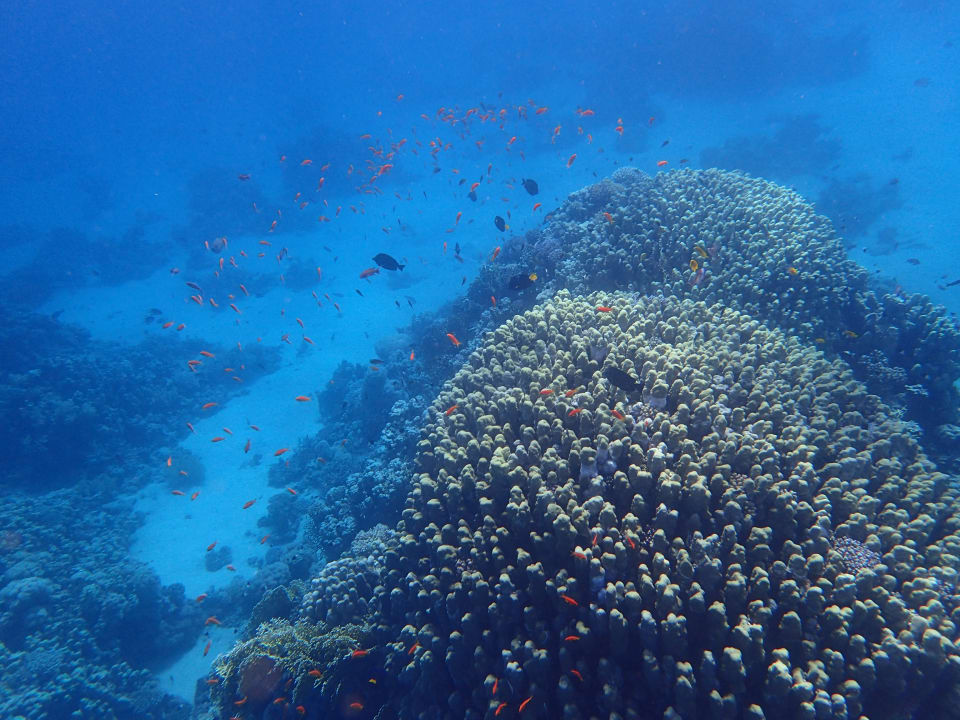 Strand Pickalbatros Palace Resort