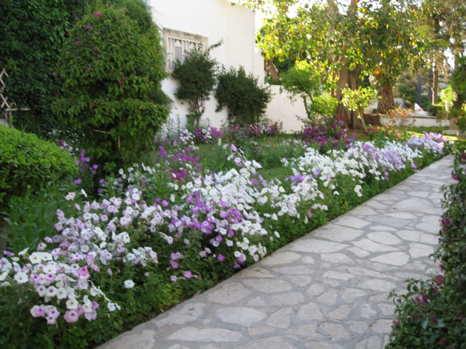 Blütenpracht The Orangers Beach Resort and Bungalows