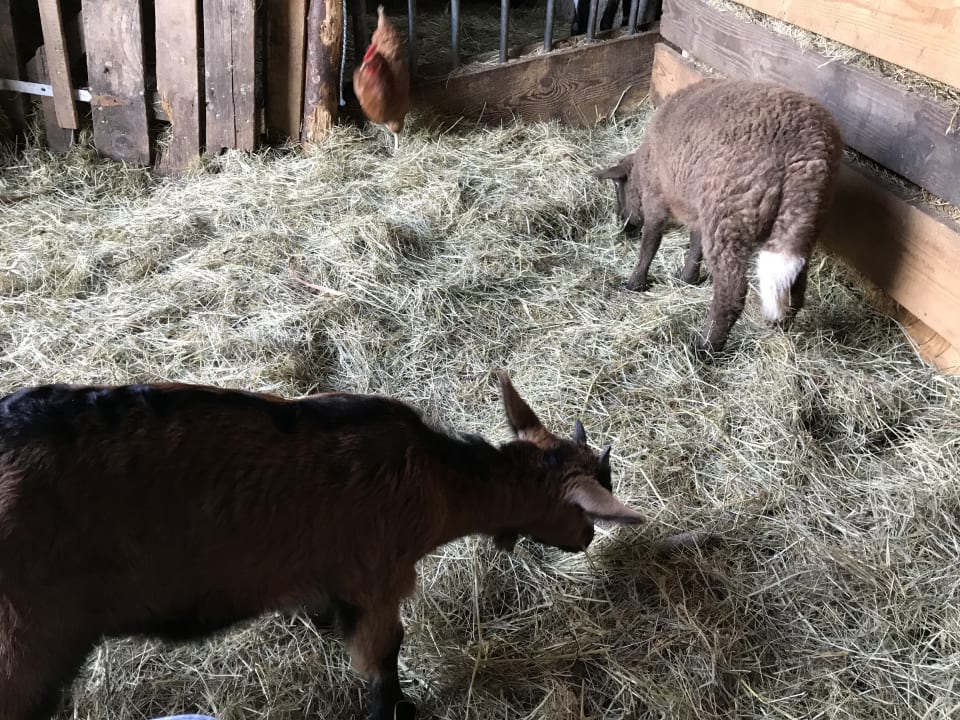 Sonstiges Farnbauernhof