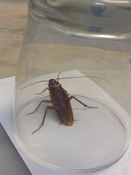 Badezimmer  Iberostar Waves Bouganville Playa