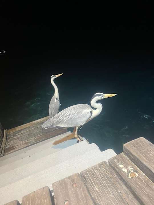 Strand Vilamendhoo Island Resort & Spa