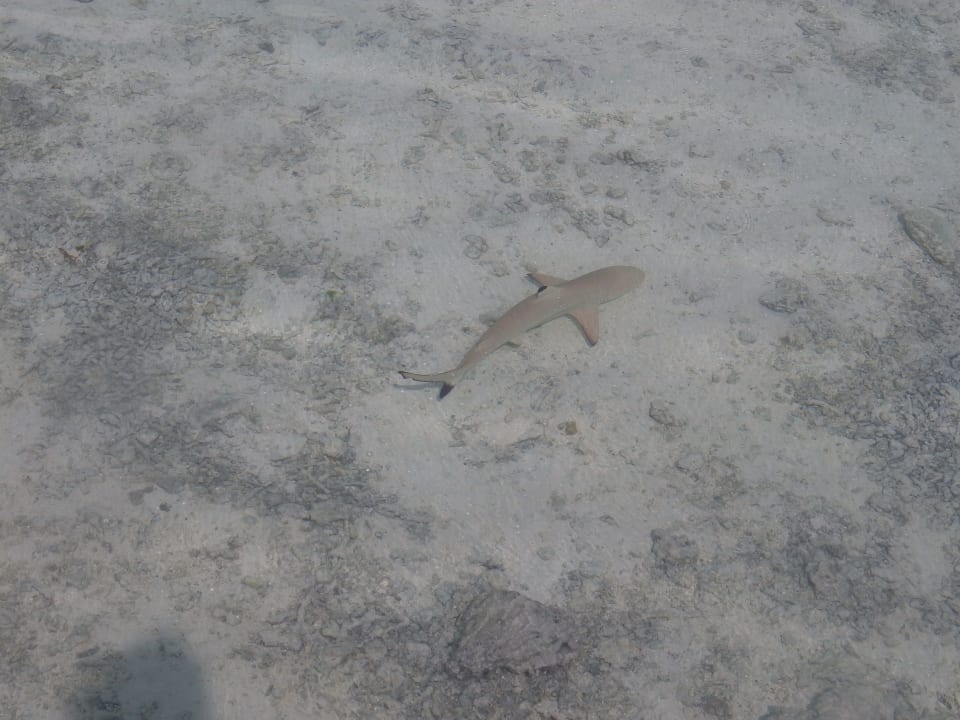 Sonstiges Cinnamon Hakuraa Huraa Maldives