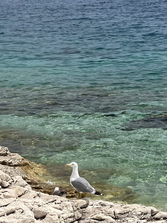 Strand Valamar Sanfior Hotel & Casa