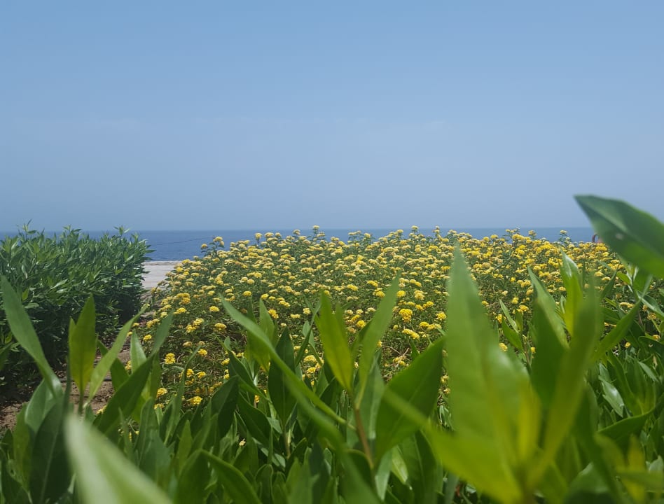 Gartenanlage  Sentido Akassia Beach