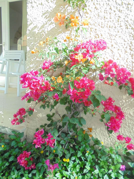 Die Anlage ist toll bepflanzt uns sehr gepflegt Hotel Morabeza