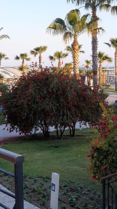 Gartenanlage TUI BLUE Palm Garden