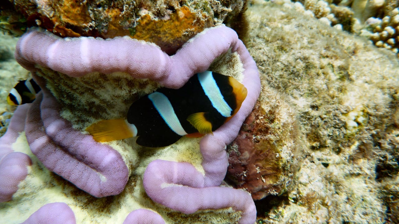 Anemonenfisch Embudu Village