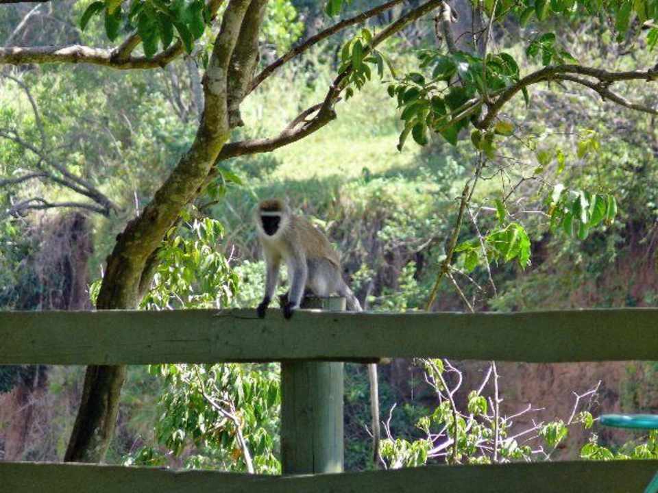 Der sorgte auch für viel Unterhaltung Royal Mara Safari Lodge