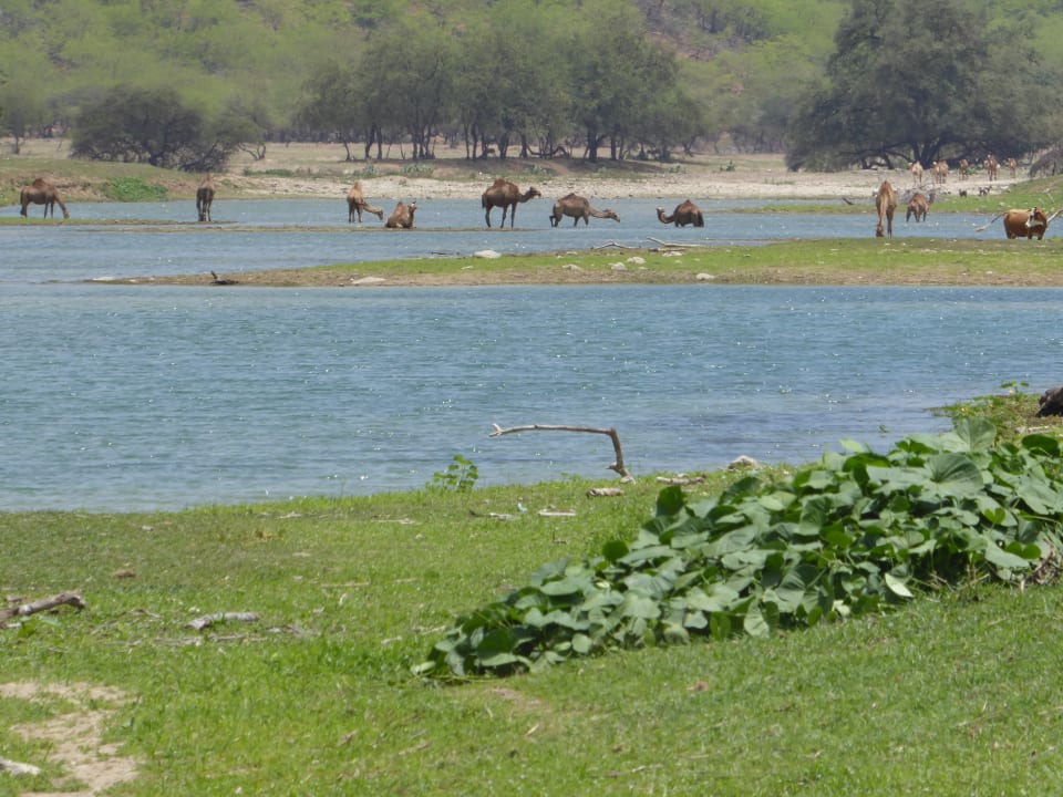 Sonstiges Wyndham Garden Salalah Mirbat