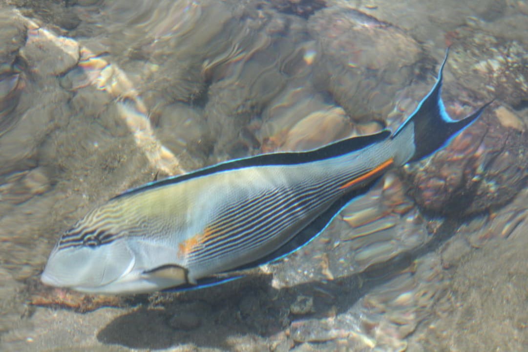 Fische im 15 cm tiefen Wasser Ghazala Gardens