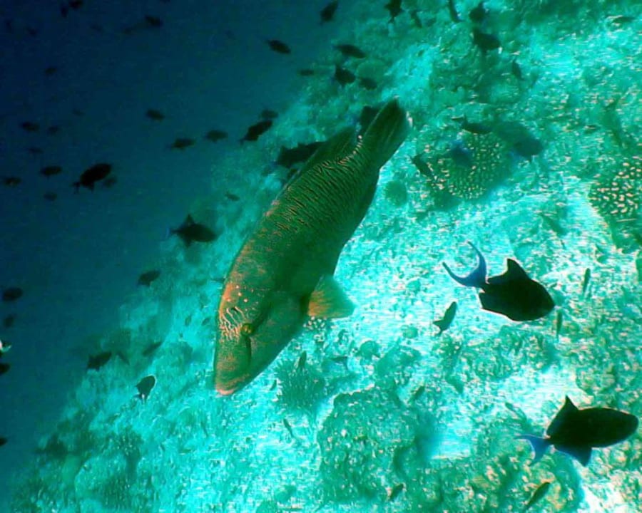 Napoleon Fisch NH Collection Maldives Reethi Resort