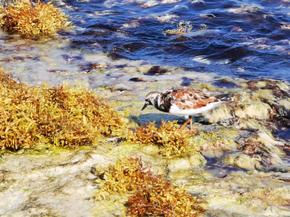 Strand Akumal Bay Beach & Wellness Resort