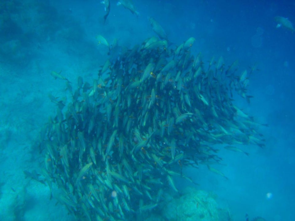 Fischschwarm Kuramathi Maldives
