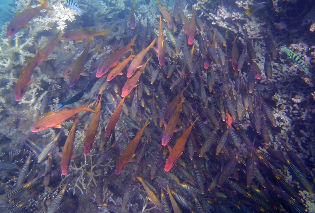 Strand Shandrani Beachcomber Resort & Spa
