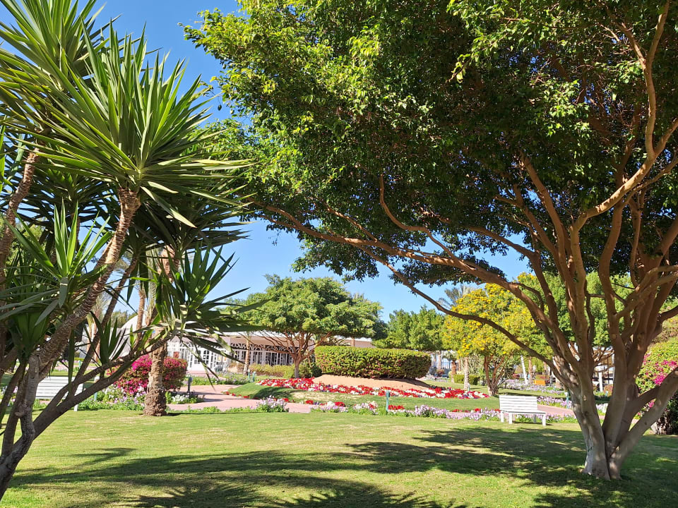 Gartenanlage Desert Rose
