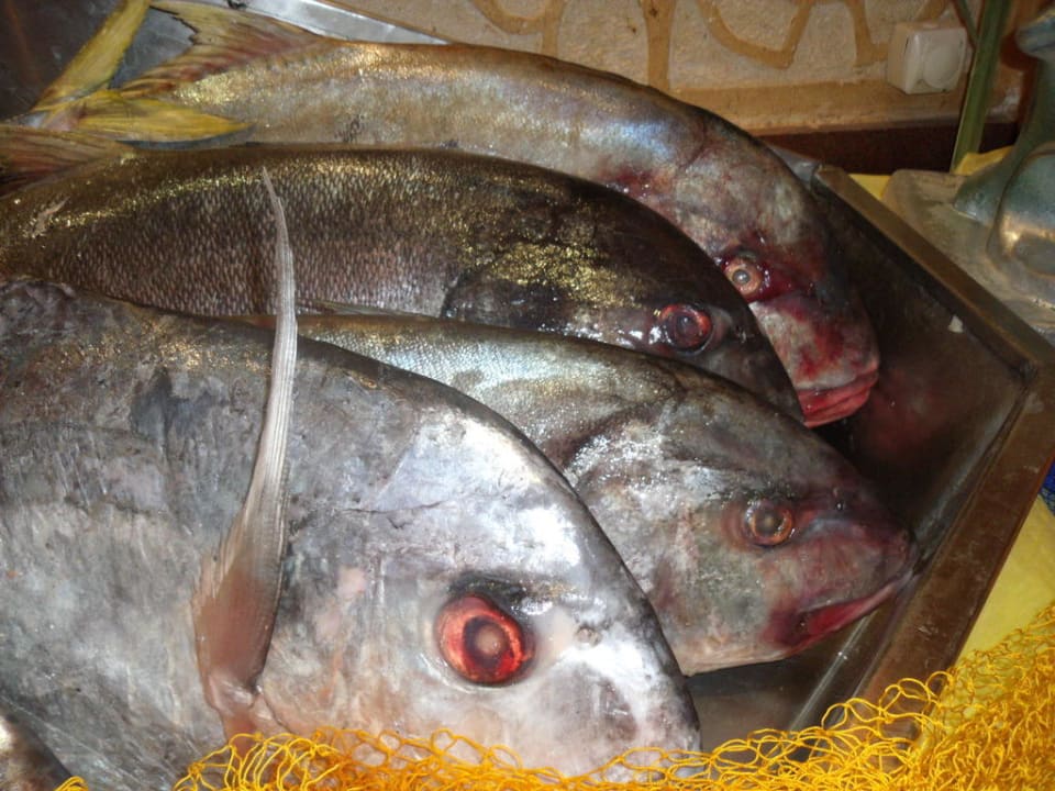 Fischauswahl beim Abendessen Pickalbatros Alf Leila Wa Leila Resort - Neverland Hurghada