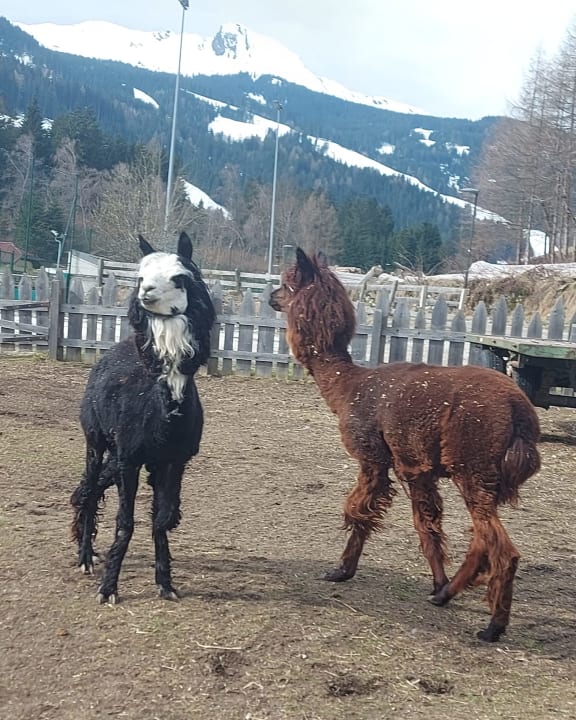 Sport & Freizeit Alphotel Tyrol