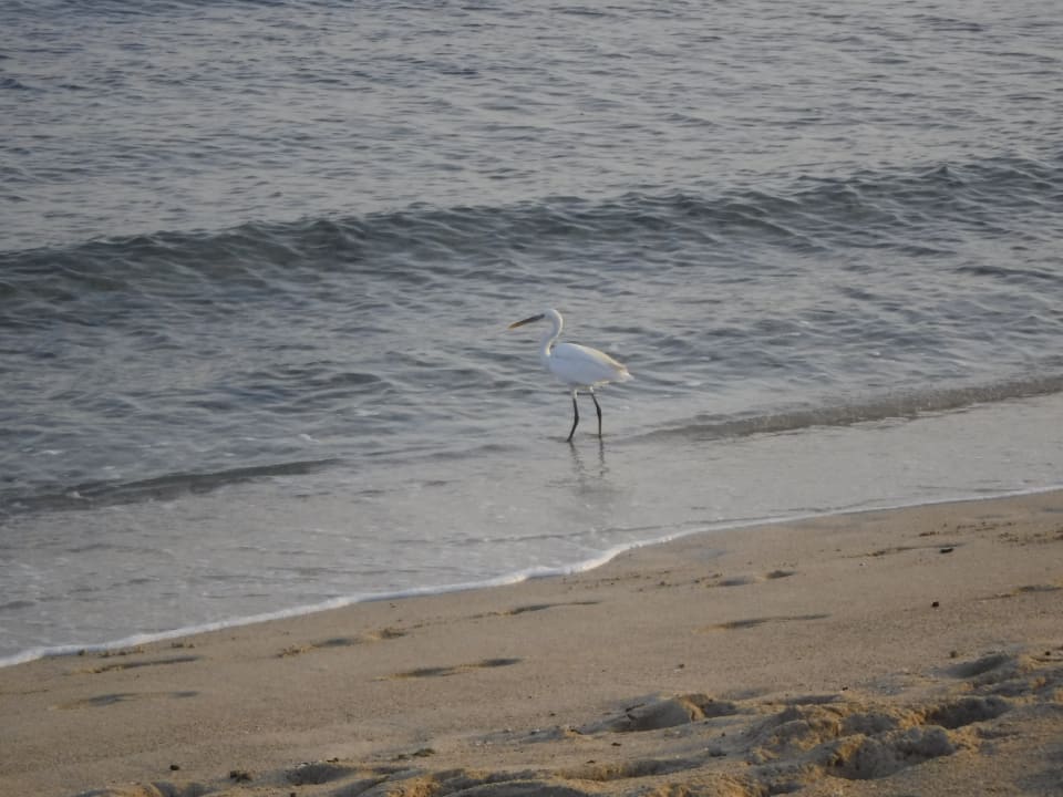Strand Malikia Resort Abu Dabbab