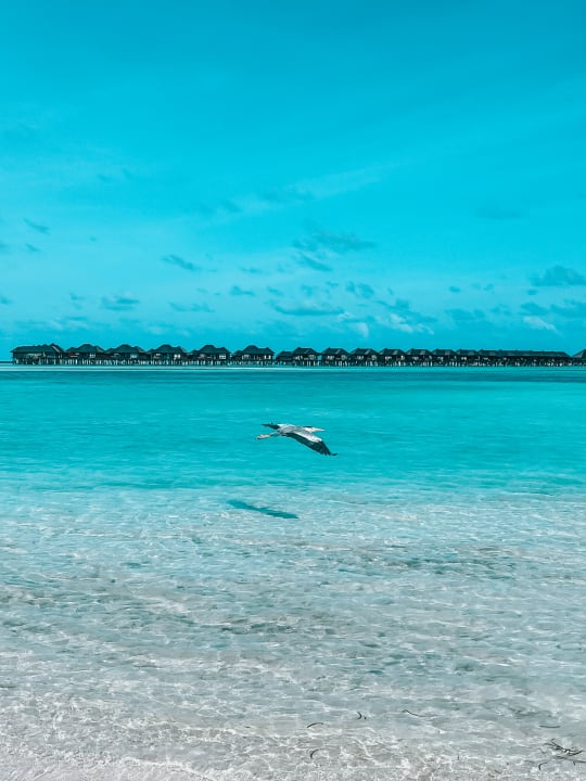 Strand TUI BLUE Olhuveli Romance