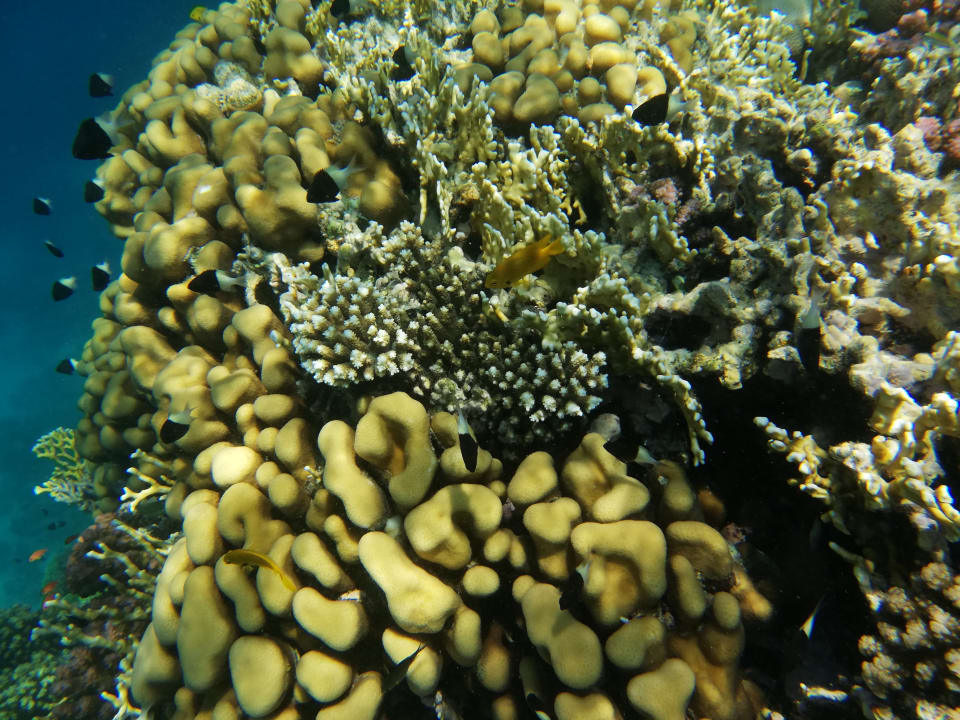 Strand Cleopatra Luxury Resort Makadi Bay