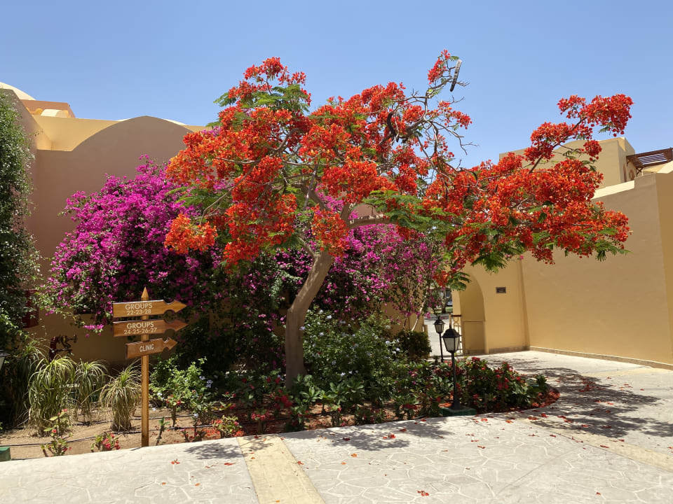 Gartenanlage Steigenberger Coraya Beach - Adults only