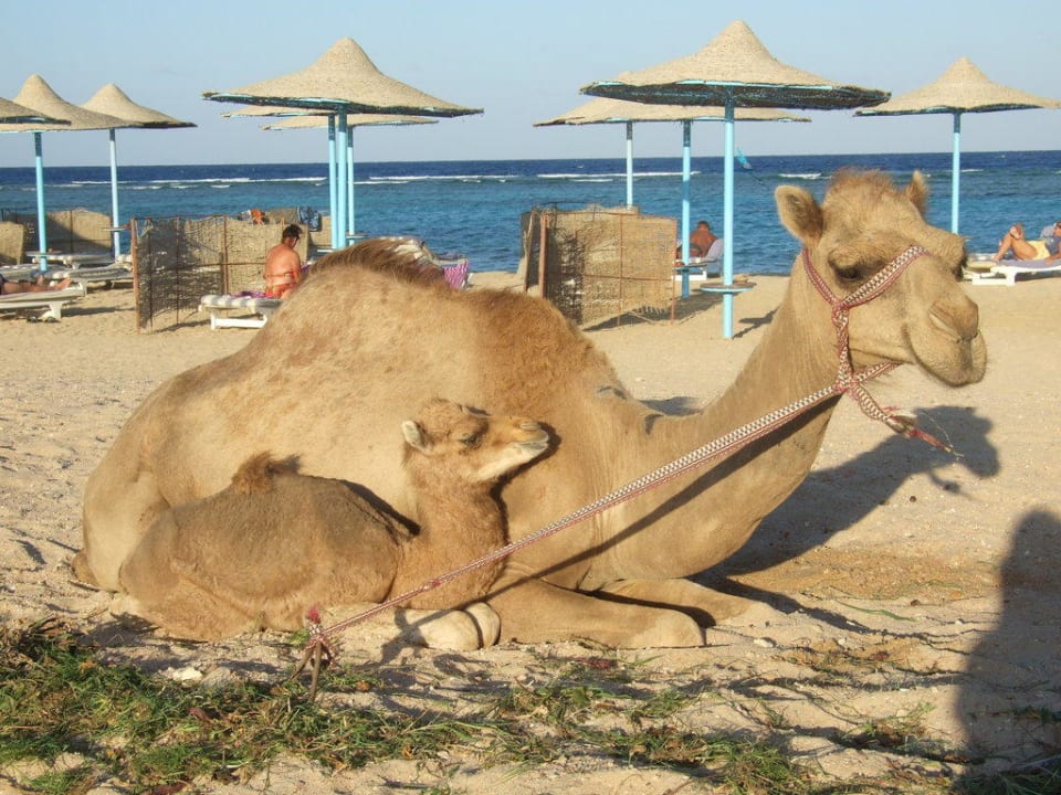 Rodzinka Fantazia Resort Marsa Alam