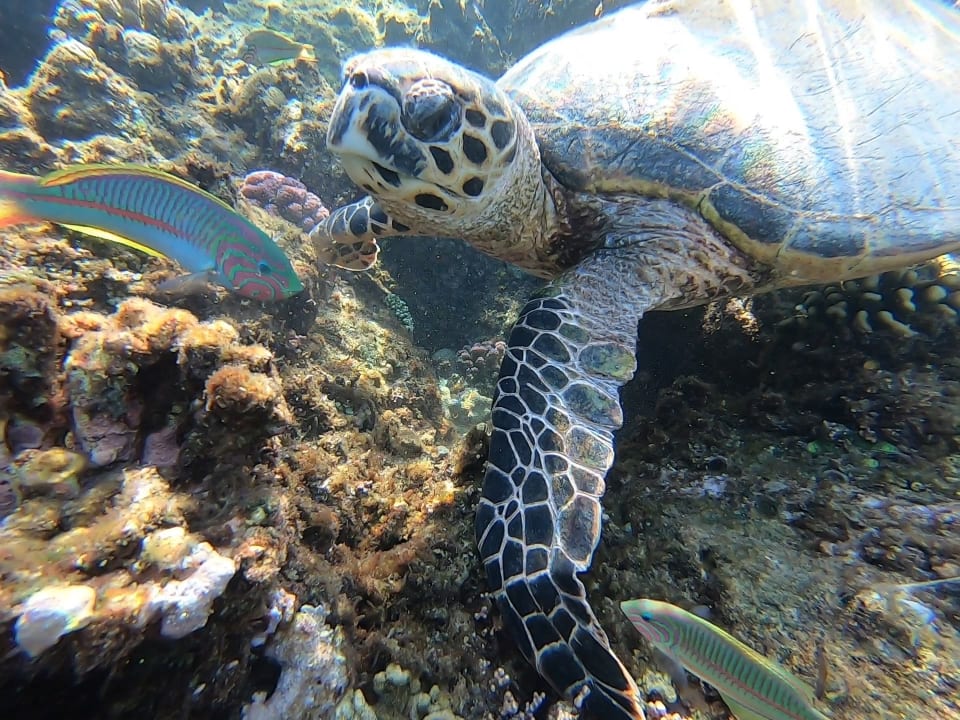 Sport & Freizeit Malikia Resort Abu Dabbab