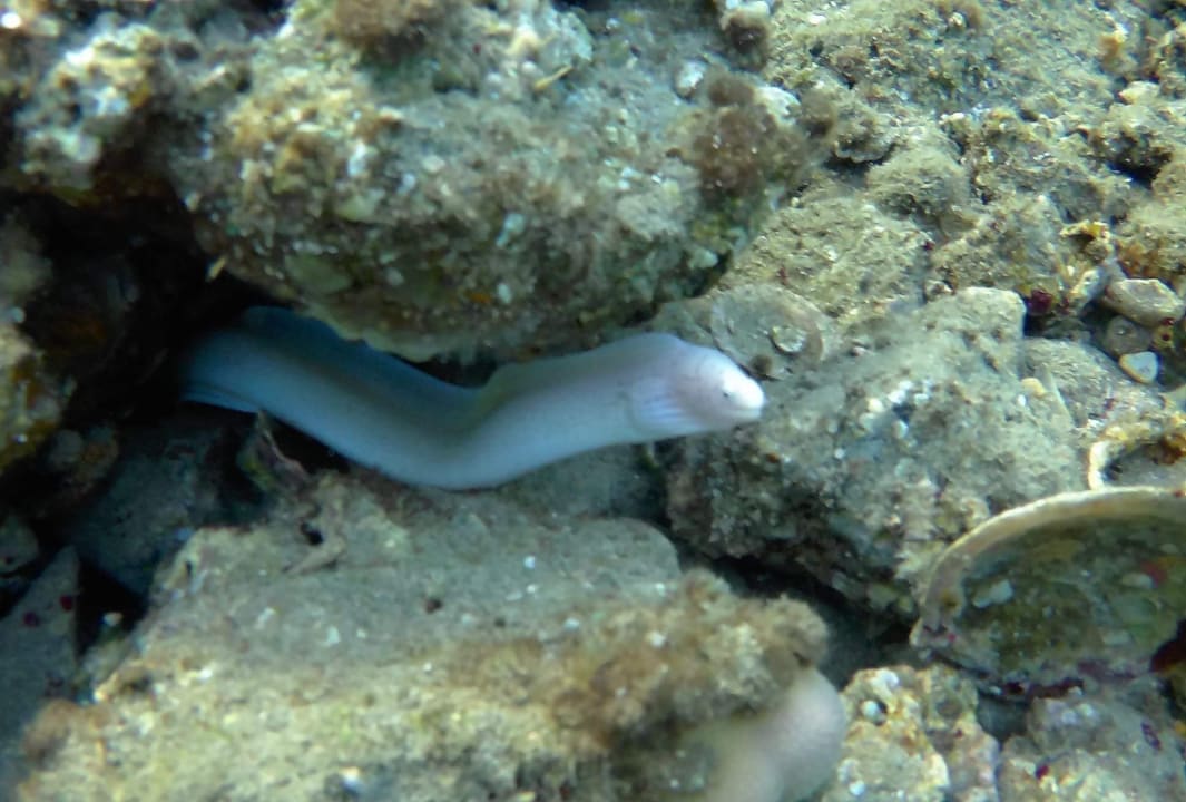 Sonstiges Malikia Resort Abu Dabbab