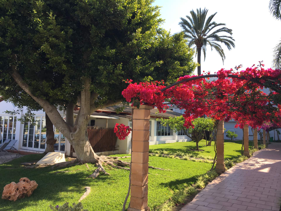 Gartenanlage Alcudia Garden Aparthotel