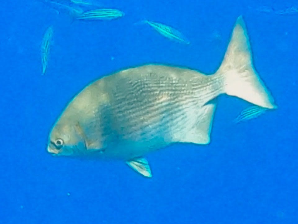 Strand Malikia Resort Abu Dabbab