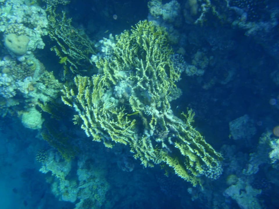 Под водой. Stella Garden Resort & Spa, Makadi Bay