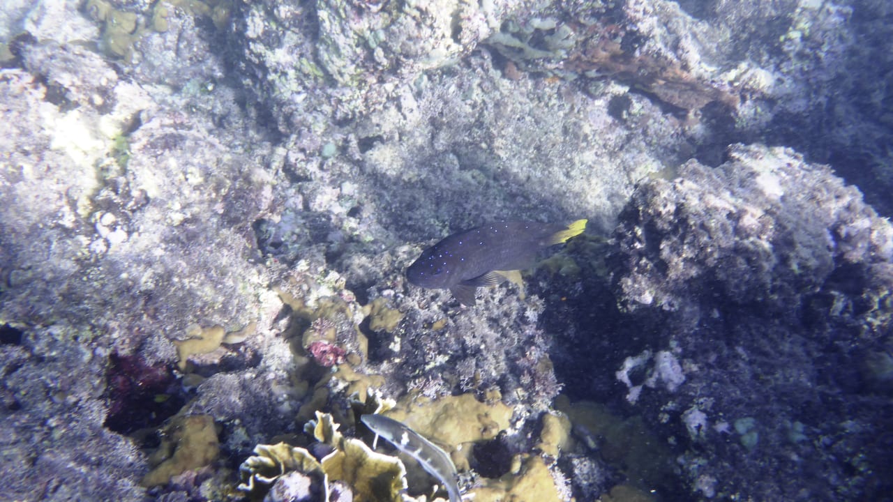 Strand Hotel Viva Dominicus Beach by Wyndham - All Inclusive Resort